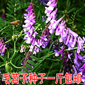 果园绿肥种籽光叶紫花苕毛苕子种子养蜂蜜源植物牧草草籽厂家直销