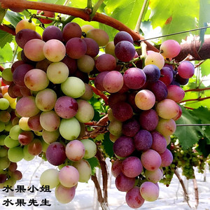 浙江上虞龙浦玫瑰香巨玫瑰葡萄5 斤装有机新鲜水果超香甜葡萄