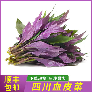 【可发顺丰】四川血皮菜新鲜紫背菜紫贝菜观音菜雪皮菜蔬菜野菜