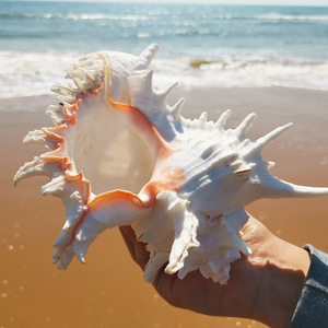 天然鱼缸造景海螺摆件工艺品青岛超级大海螺 贝壳千手螺海底世界