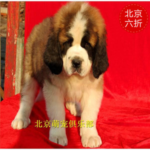 纯种圣伯纳犬活体巨型家养高原救援犬北京犬舍出售幼犬伯恩山大型