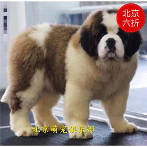 纯种圣伯纳犬幼犬活体巨型家养大型救雪地援犬圣伯纳宠物狗狗狗