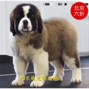 纯种大型圣伯纳犬幼犬活体巨型救援犬北京出售茶杯博美俊介贵宾犬