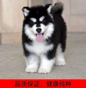 纯种阿拉斯加幼犬出售巨型雪橇犬熊版家养阿拉斯加犬宠物狗狗