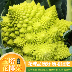 宝塔菜种子螺丝菜绿塔彩色花椰菜罗马进口阳台盆栽蔬菜春季四季播