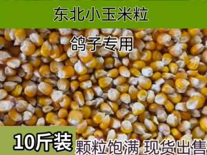 10斤玉米粒干玉米鸡鸭鹅鸟饲料鸽粮小颗粒玉米喂鸽子粮食散装包邮