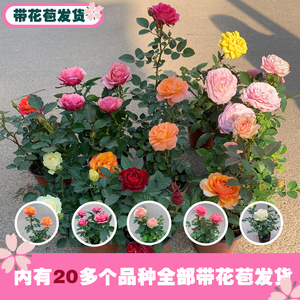 玫瑰花盆栽带花苞室内植物四季开花不断好养花卉绿植小月季苗阳台
