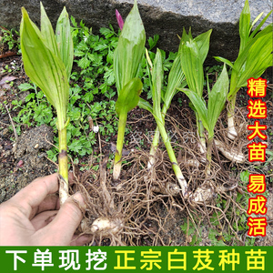 白芨新鲜农家现挖三叉紫花白芨种子种植盆栽中药材正宗旱白芨种苗