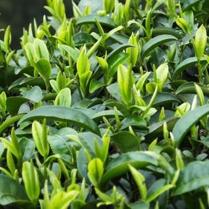 绿茶种子茶种子茶树种子茶叶种子绿茶籽茶花种子耐冬大果红花油茶