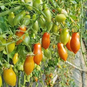 红黄花生柿子小番茄种孑圣女果苗西红柿四季春季农家蔬菜种子种籽