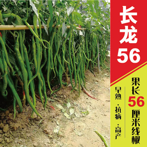 线椒种籽蔬菜种孑春季菜种子菜籽种辣椒种籽四季长龙56厘米长