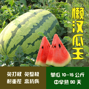 懒汉瓜王8424西瓜种籽南方特大巨型西瓜种子超甜冰糖麒麟高产种孑