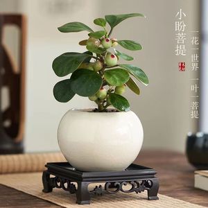 小盼菩提树发财树盆栽植物室内小叶紫檀招财懒人绿植花卉四季常青