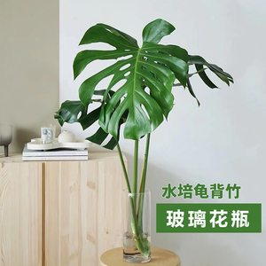 玻璃插花瓶圆口30水培器皿龟背竹水养春羽雨植物专用花盆40cm高35