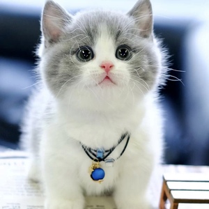 英短蓝白幼猫曼基康矮脚蓝猫异瞳折耳短毛猫金渐层银渐层活物小猫
