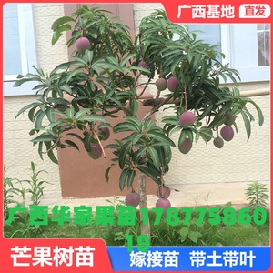 广西芒果苗金煌台农桂七四季红贵妃凯特嫁接树苗栽盆栽果树绿植