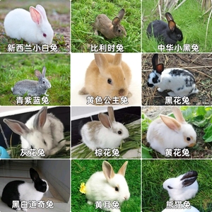 小兔子活物宠物兔崽大兔子成年兔种兔苗大型繁殖家养兔多品种可挑