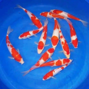 纯种日本红白锦鲤鱼除偏远区满19元包邮包活小鱼苗活体鱼冷水观赏