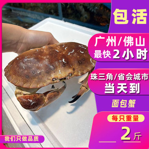 【鲜活面包蟹】大螃蟹珍宝蟹活蟹生鲜蟹类海鲜水产 黄金面包蟹