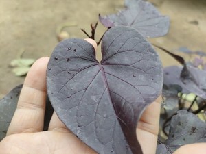 紫叶番薯苗紫色食叶番薯盆栽红薯叶用番薯食叶地瓜高花青素蔬菜