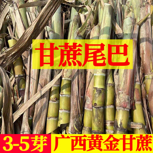 正宗广西水果黄金黄皮黑皮甘蔗尾巴新鲜每根3到5个子芽自家种植