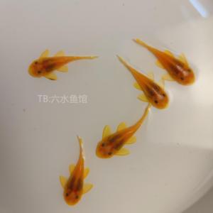 黄金胡子红蓝眼大帆胡子热带鱼24K红眼胡子皇冠清道夫鱼清洁除藻