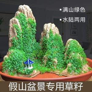 珍珠草盆景草籽假山草种子室内盆栽吸水石草四季播绿植物造景草籽