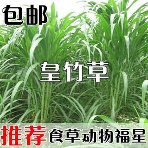 四季新型皇竹草子种孑多年生种子品种 黄竹草种 甜象草种养殖畜牧