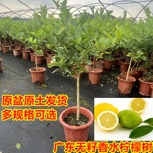 香水柠檬树盆栽带果可食用阳台庭院种植四季结果广东无籽青柠檬苗