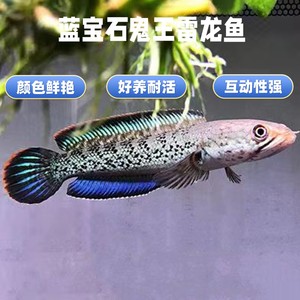 蓝宝石鬼王雷龙鱼热带凶猛淡水鱼幻红幻蓝金尘雷龙鱼精品活体鱼