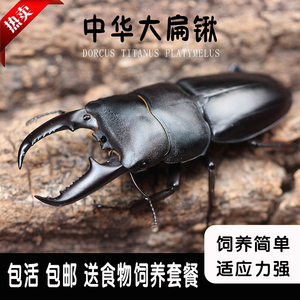 锹甲虫成虫 锹甲虫成虫品牌 价格 阿里巴巴