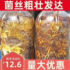 天麻蜜环菌2瓶天麻菌种蜜环菌栽培种猪苓菌种A9蜜环菌萌发菌