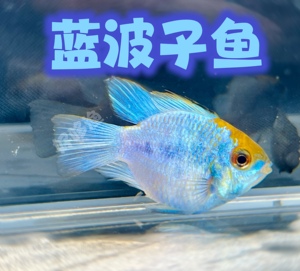 精品小型热带观赏鱼 蓝波子鱼 阿凡达鱼五彩鱼宝蓝球
