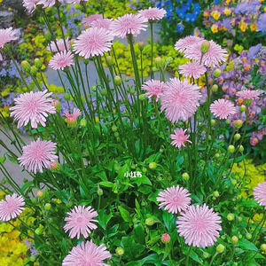 日本粉色蒲公英苔米花园多年生耐寒耐热宿根花卉小巧可爱多季开花