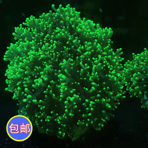 印尼新手荧光绿毛菇珊瑚绿地毯海葵软体海缸观赏lps