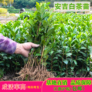 正宗安吉白茶苗乌牛早茶苗龙井43浙农117中茶108黄金芽郁金香茶秧