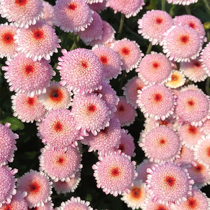 罗曼的花园珠玉之卵盆栽花苗日本进口迷你小雏菊阳台花卉菊花植物