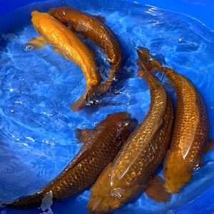 日本进口精品纯种黄金介子绿茶奶茶红茶锦鲤观赏鱼大型冷水鱼活体