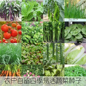非转基因可留种蔬菜种子阳台盆栽白菜菠菜韭菜香菜辣椒叶菜生菜籽