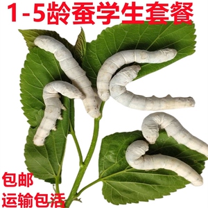 巨形蚕宝宝活体四五龄蚕5龄成年大白蚕结茧家蚕大蚕新鲜桑叶套装