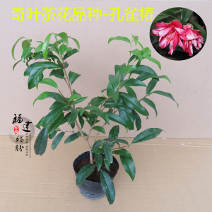 茶花奇异品种孔雀椿奇叶茶花室内盆栽好养观花又可以赏叶的盆景 阿里巴巴找货神器