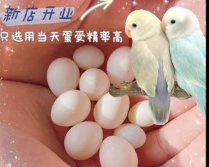 种蛋当天新鲜蛋紫罗兰金顶受精率高可孵化小鸟蛋种蛋虎皮玄风牡丹