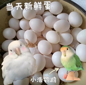 鹦鹉鸟蛋玄凤牡丹虎皮受精蛋小鸟宠物可人工孵化新鲜鸟蛋受精率高