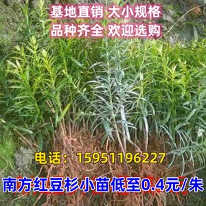 红豆杉树苗曼迪亚扦插南方籽播小苗室内盆栽阳台种植四季常青绿植