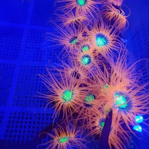 珊瑚活体千手佛海葵海水生物