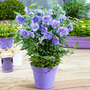 重瓣小木槿花苗盆栽蓝紫色蓝莓冰沙木槿阳台庭院观花花卉植物