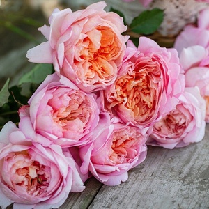 桃染 多季粉色浓香耐热丰花灌木月季蔷薇玫瑰阳台庭院花卉盆栽