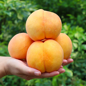 现摘现发黄桃新鲜水果10斤整箱当季孕妇桃子血桃毛桃农家特产大果