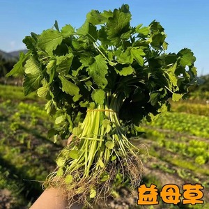 现摘新鲜益母草坤草蔬菜茺蔚益母蒿益母艾红花艾女性姨妈修养草