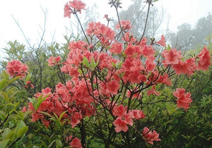 赤楠映山红花卉绿植盆景盆栽室内庭院种植